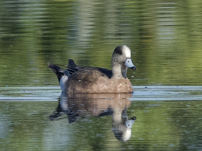 American Wigeon - ML631444417