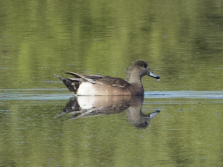 American Wigeon - ML631444418