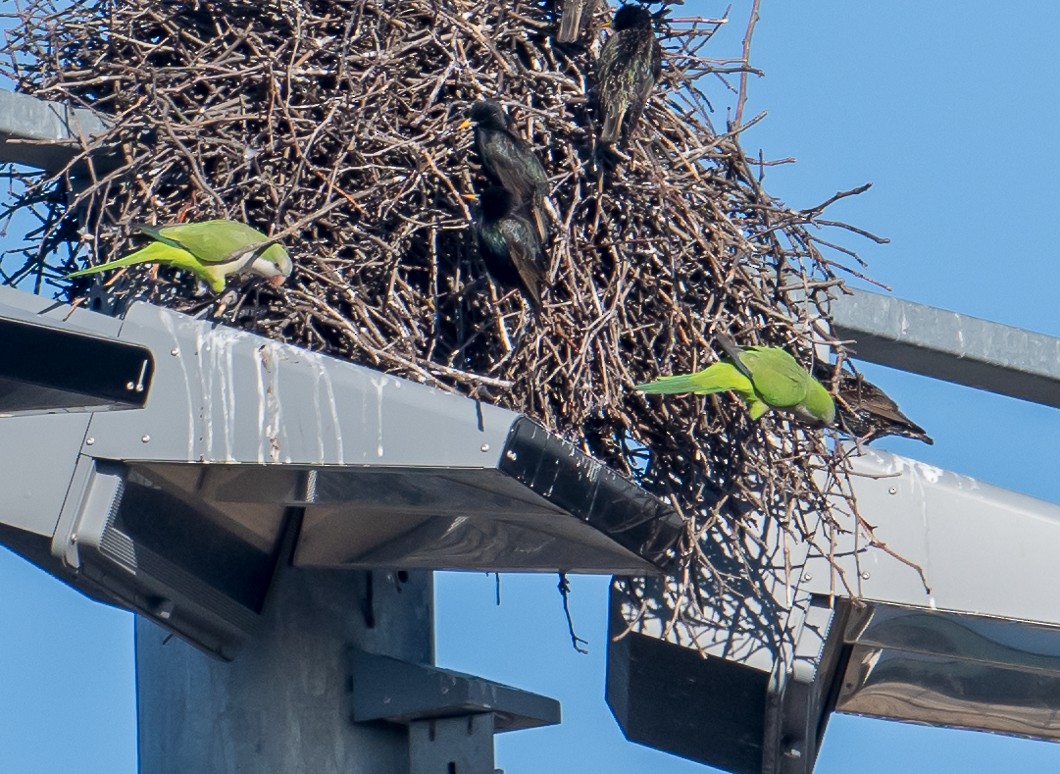 Monk Parakeet - ML631444481