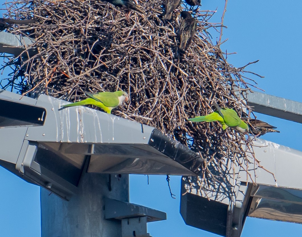 Monk Parakeet - ML631444482