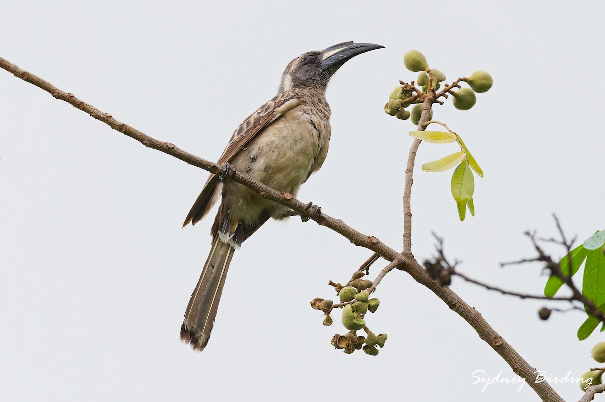 African Gray Hornbill - ML631444662