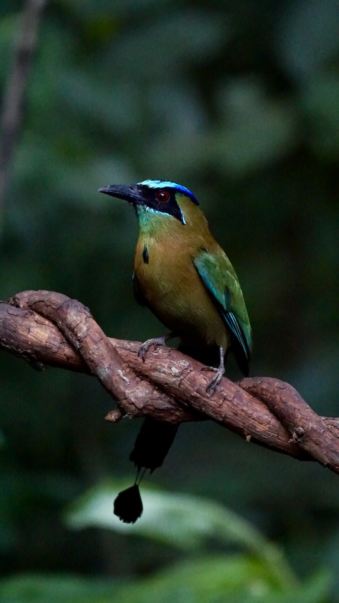 diademmotmot - ML631444742
