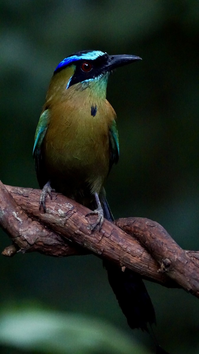 diademmotmot - ML631444743