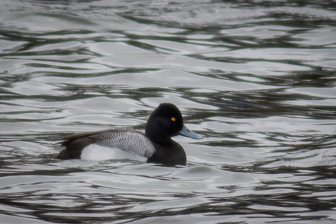 Lesser Scaup - ML631444781
