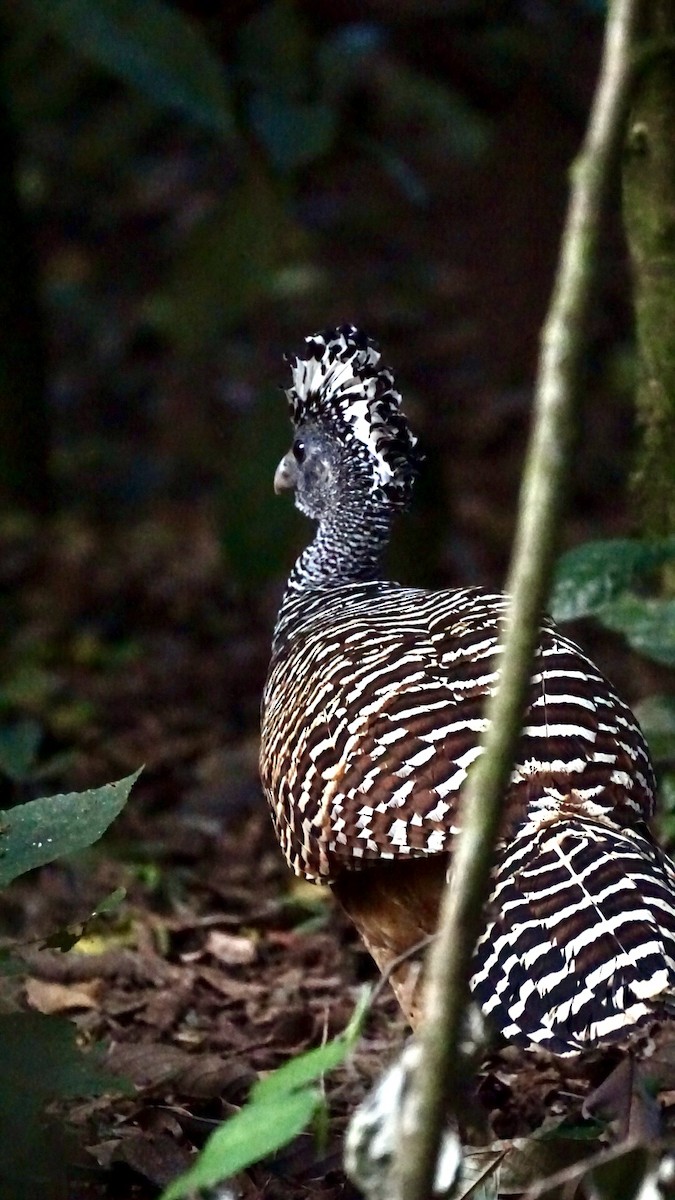 storhokko - ML631444855