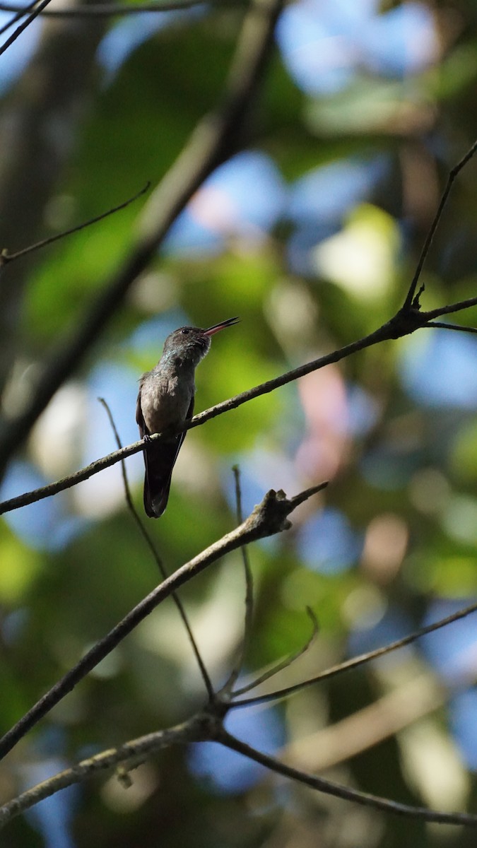 skjellbrystkolibri - ML631444875