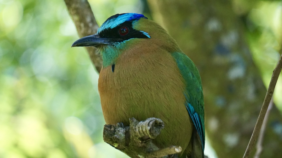 diademmotmot - ML631445098