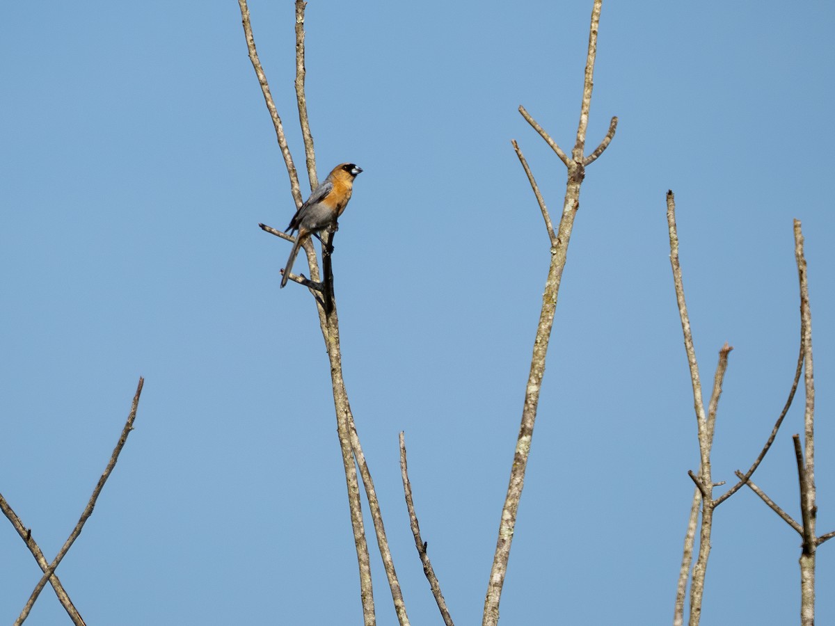 Cinnamon Tanager - ML631445235