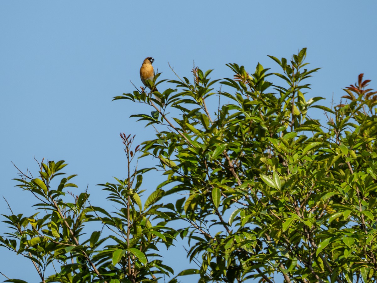 Cinnamon Tanager - ML631445236