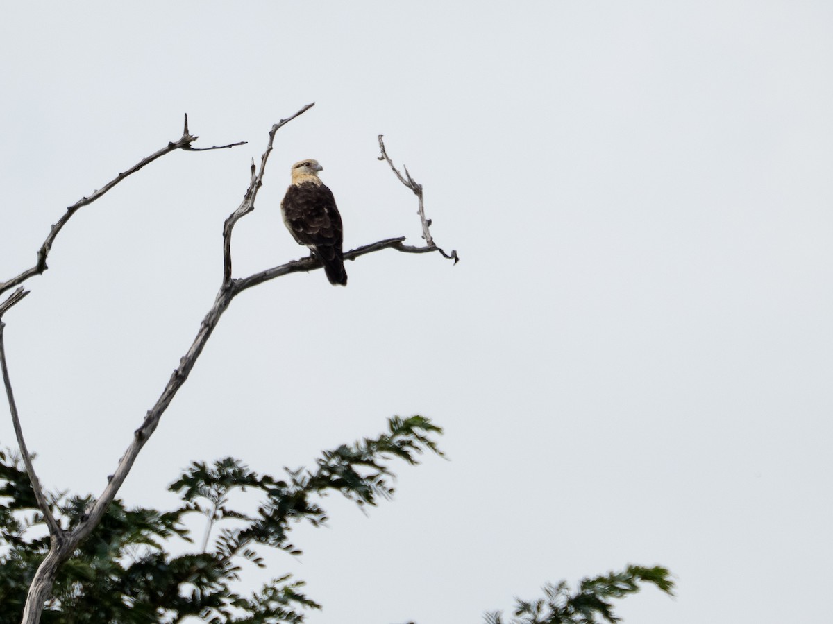 Yellow-headed Caracara - ML631445248