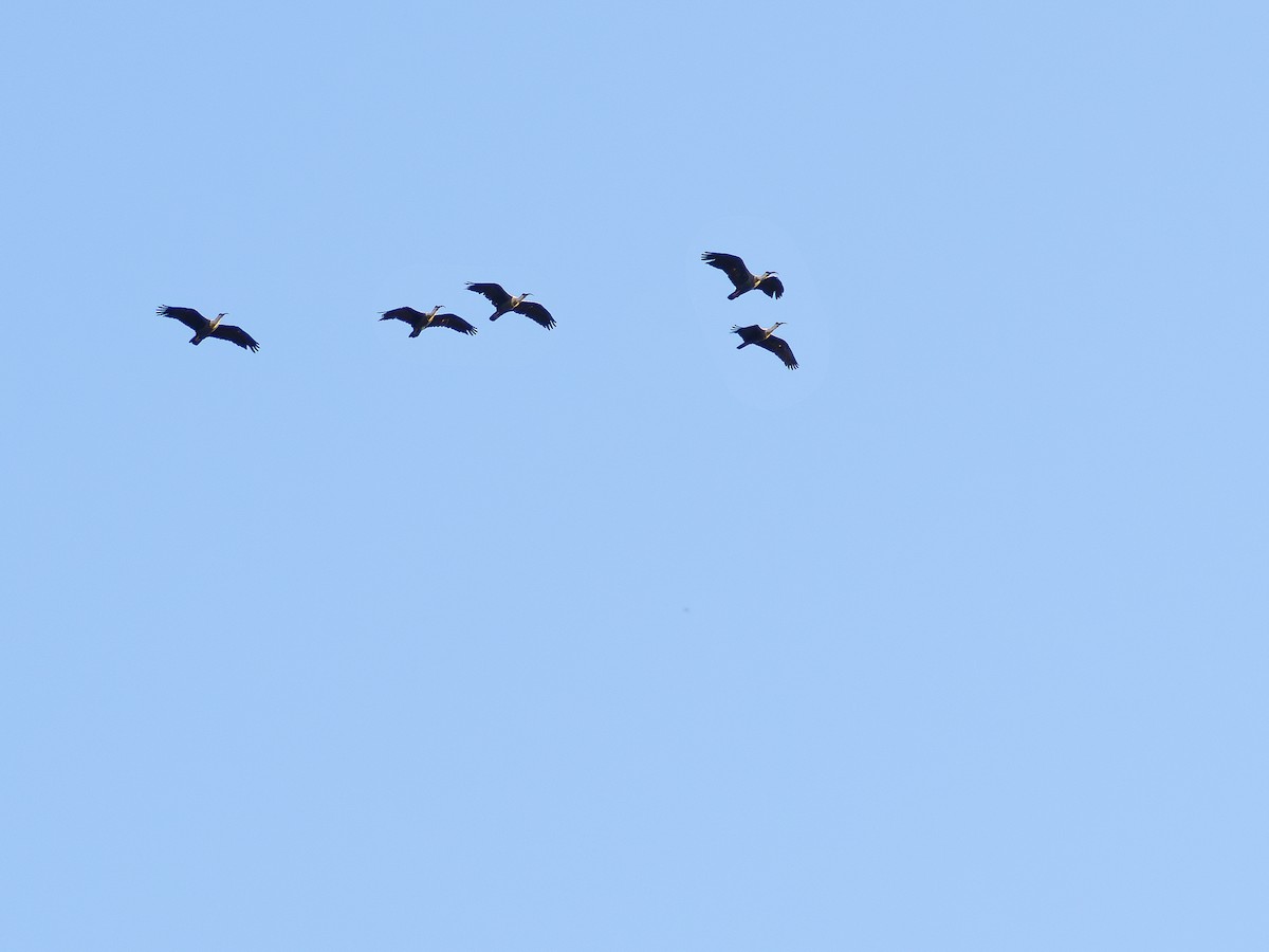 Buff-necked Ibis - ML631445258