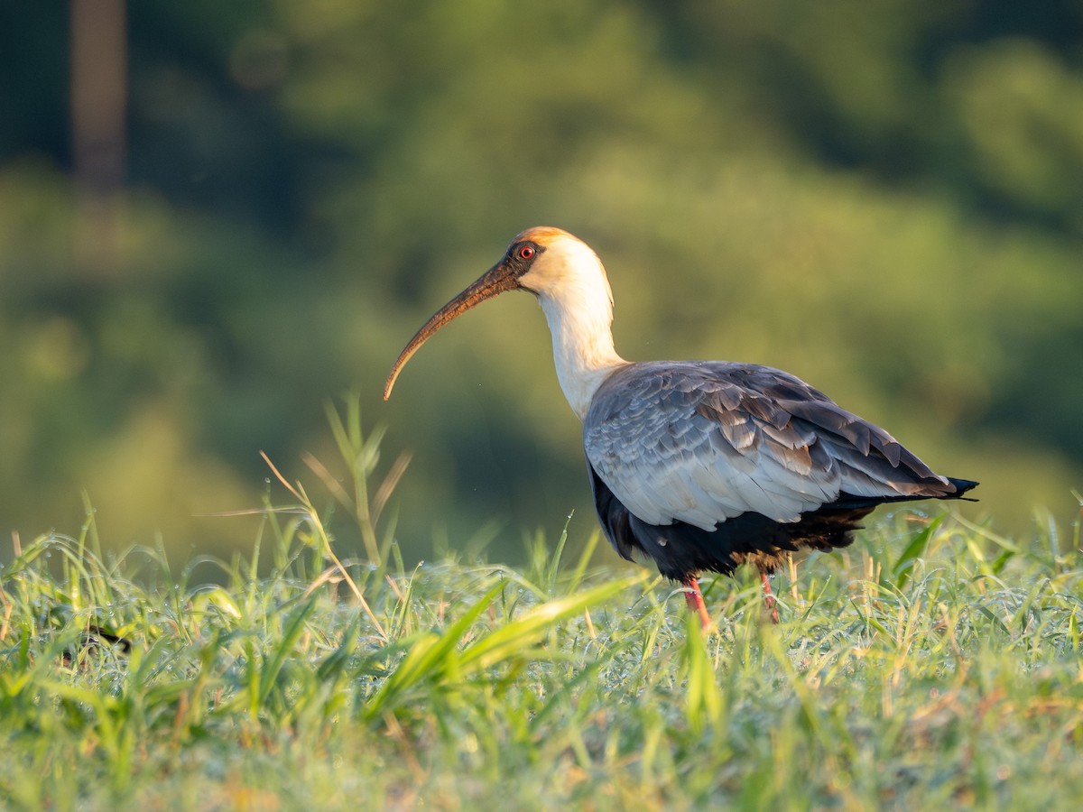 Buff-necked Ibis - ML631445259