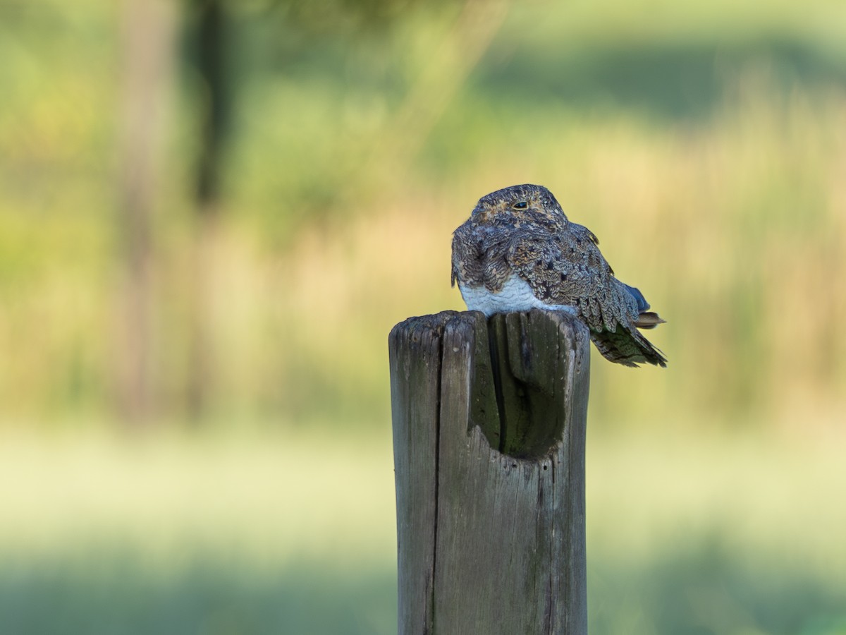 Nacunda Nighthawk - ML631445273