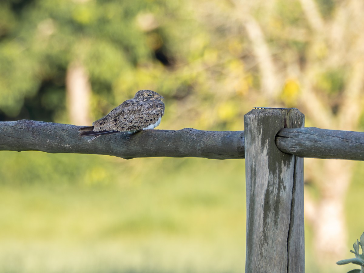 Nacunda Nighthawk - ML631445274