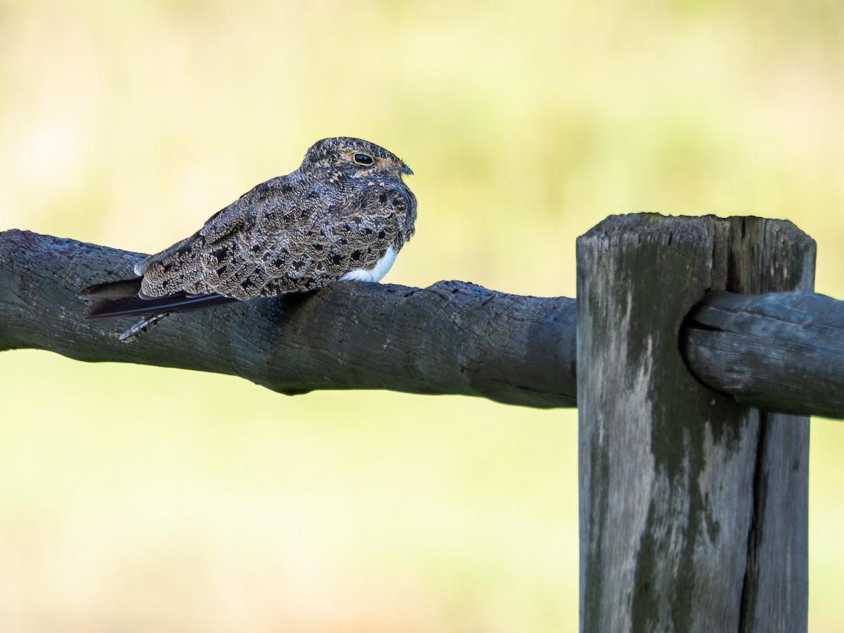 Nacunda Nighthawk - ML631445275