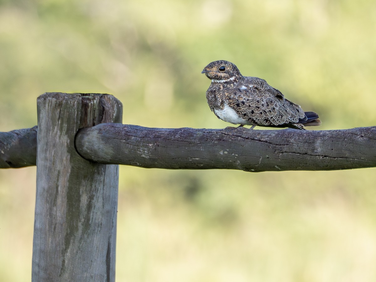 Nacunda Nighthawk - ML631445276