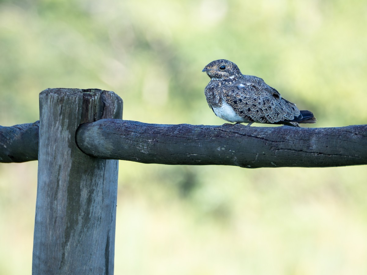 Nacunda Nighthawk - ML631445277