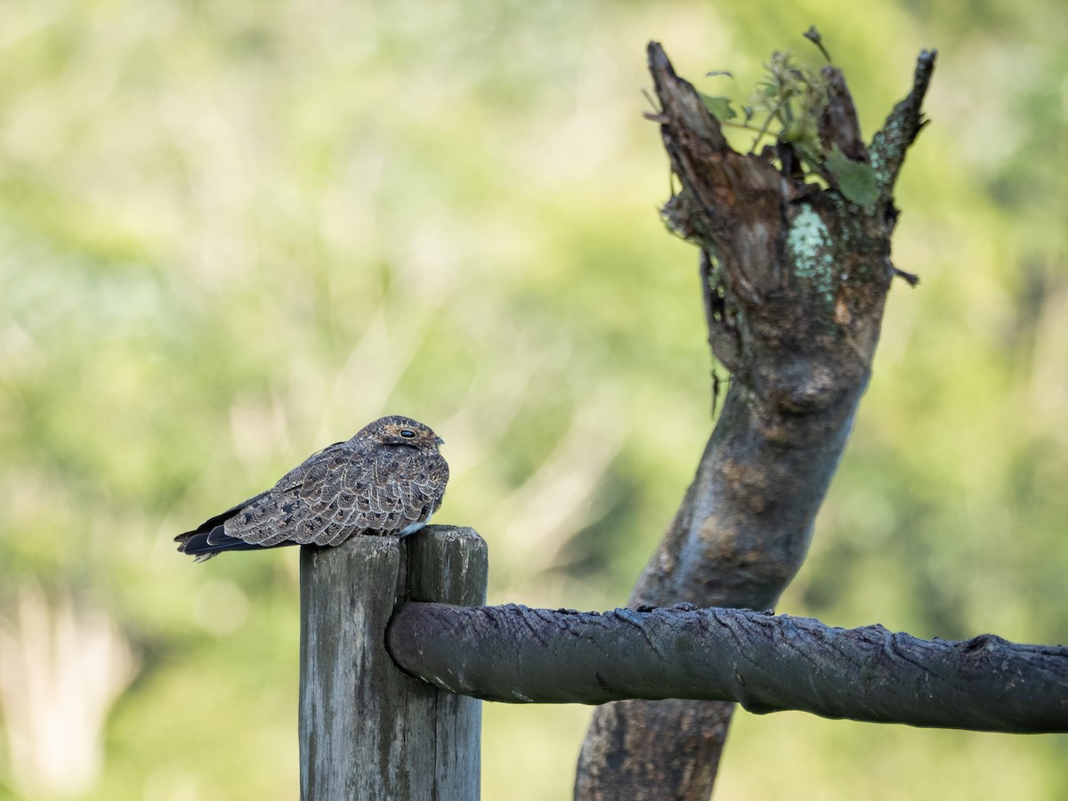 Nacunda Nighthawk - ML631445279