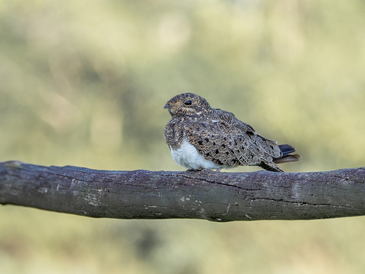 Nacunda Nighthawk - ML631445281