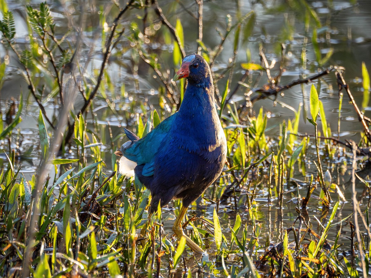 Pollo sultano della Martinica - ML631445339