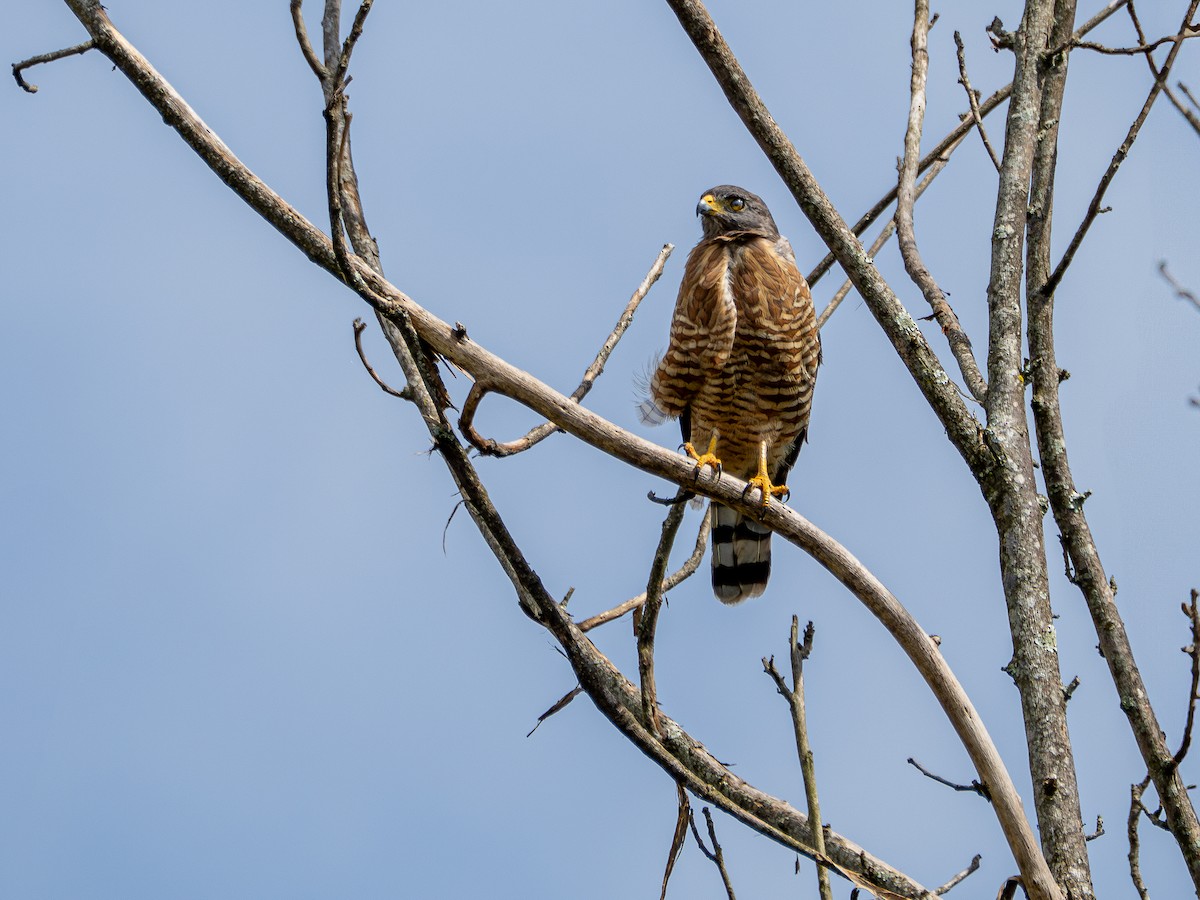 Roadside Hawk - ML631445371