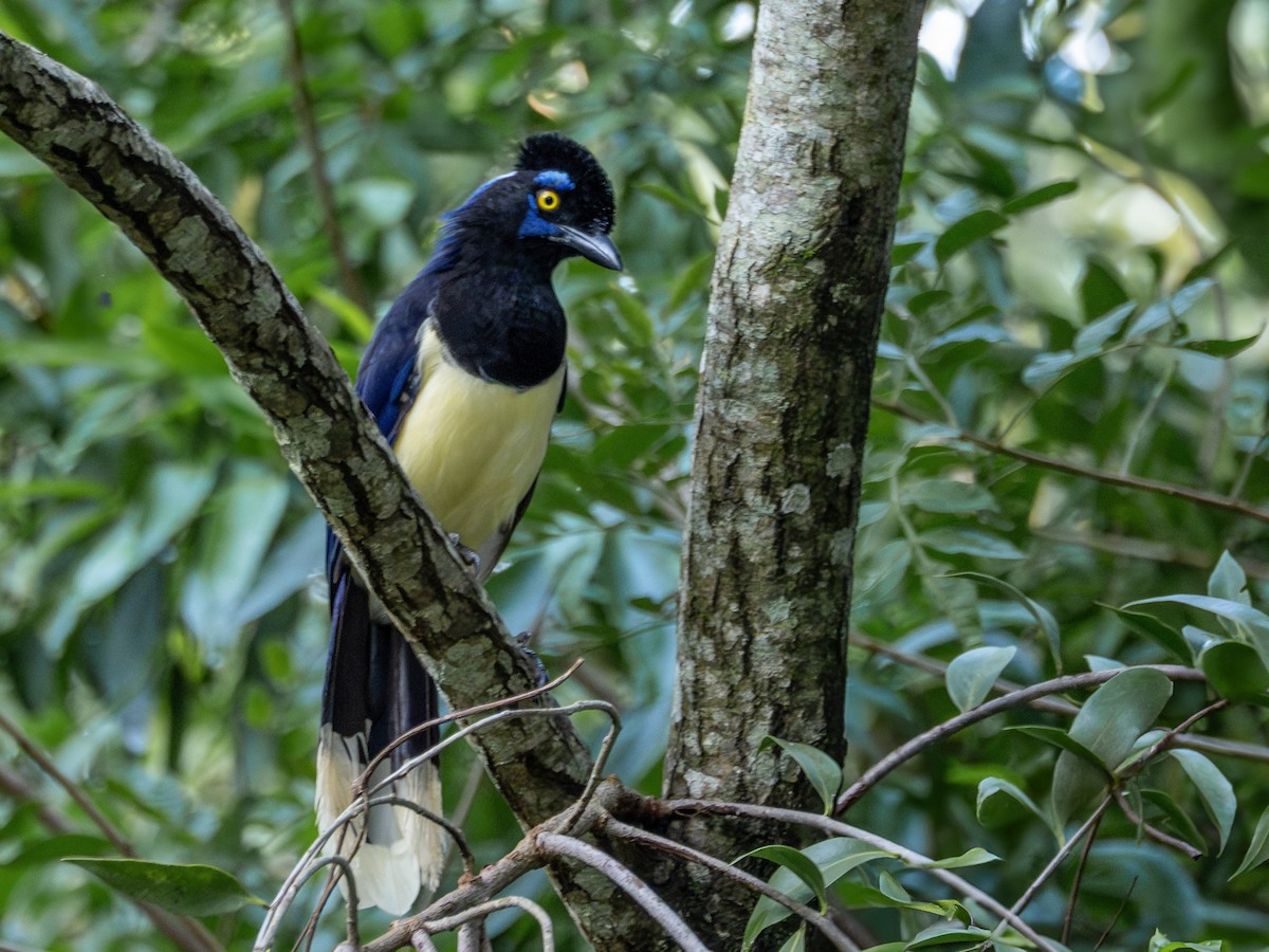 Plush-crested Jay - ML631445375