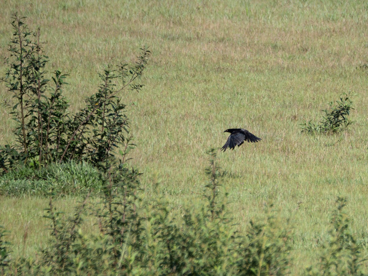 Giant Cowbird - ML631445392