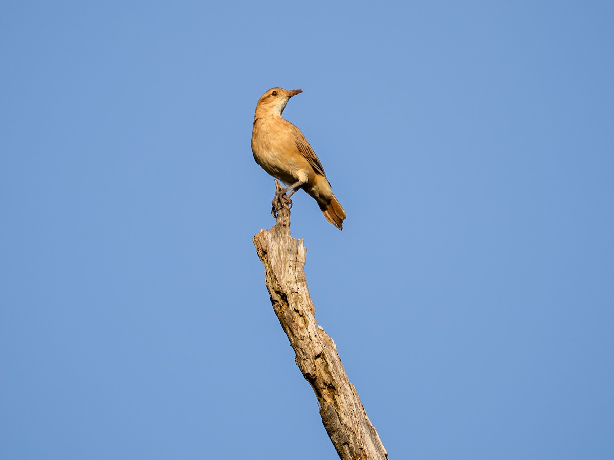 Rufous Hornero - ML631445393