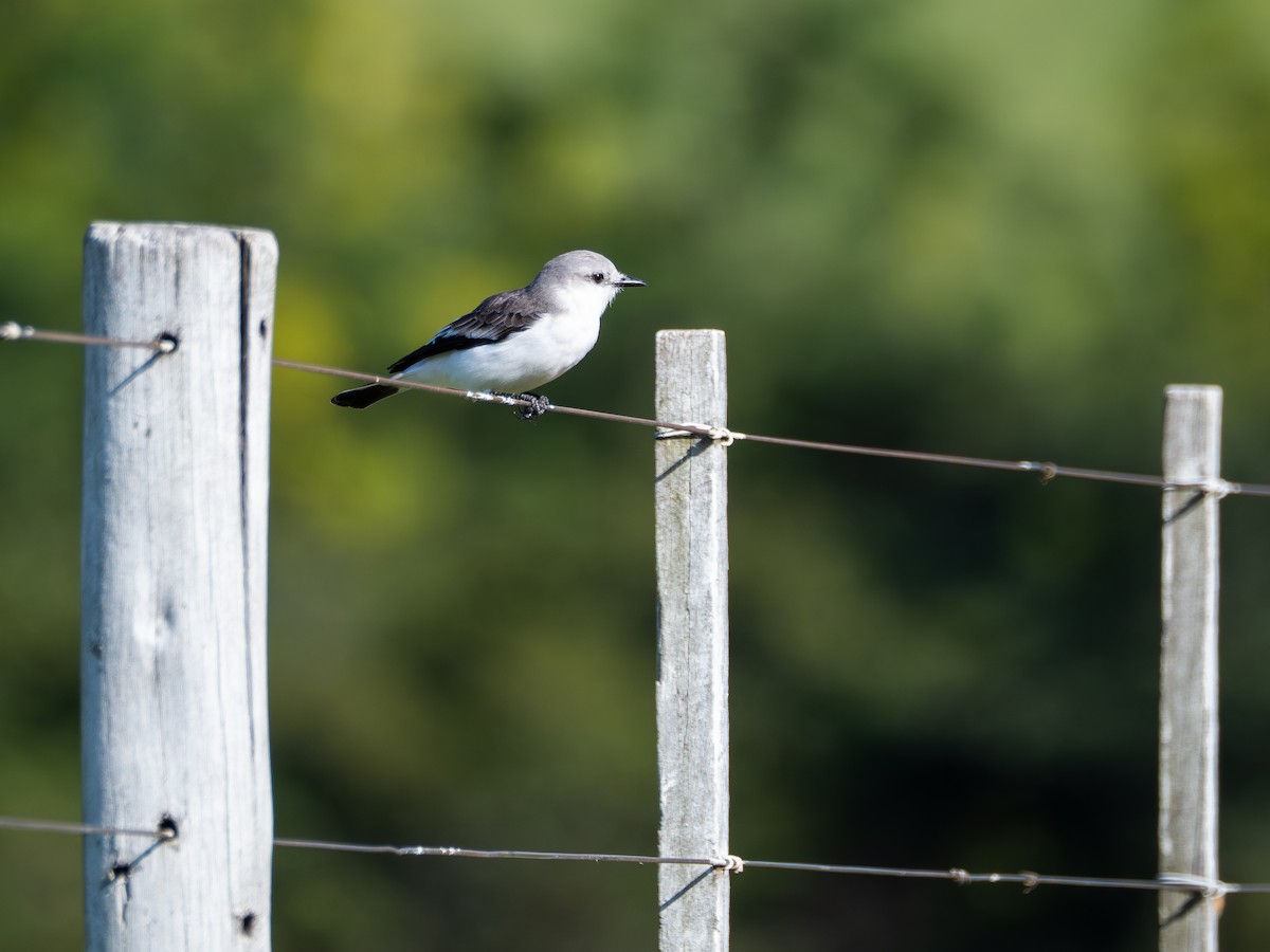 White-rumped Monjita - ML631445402