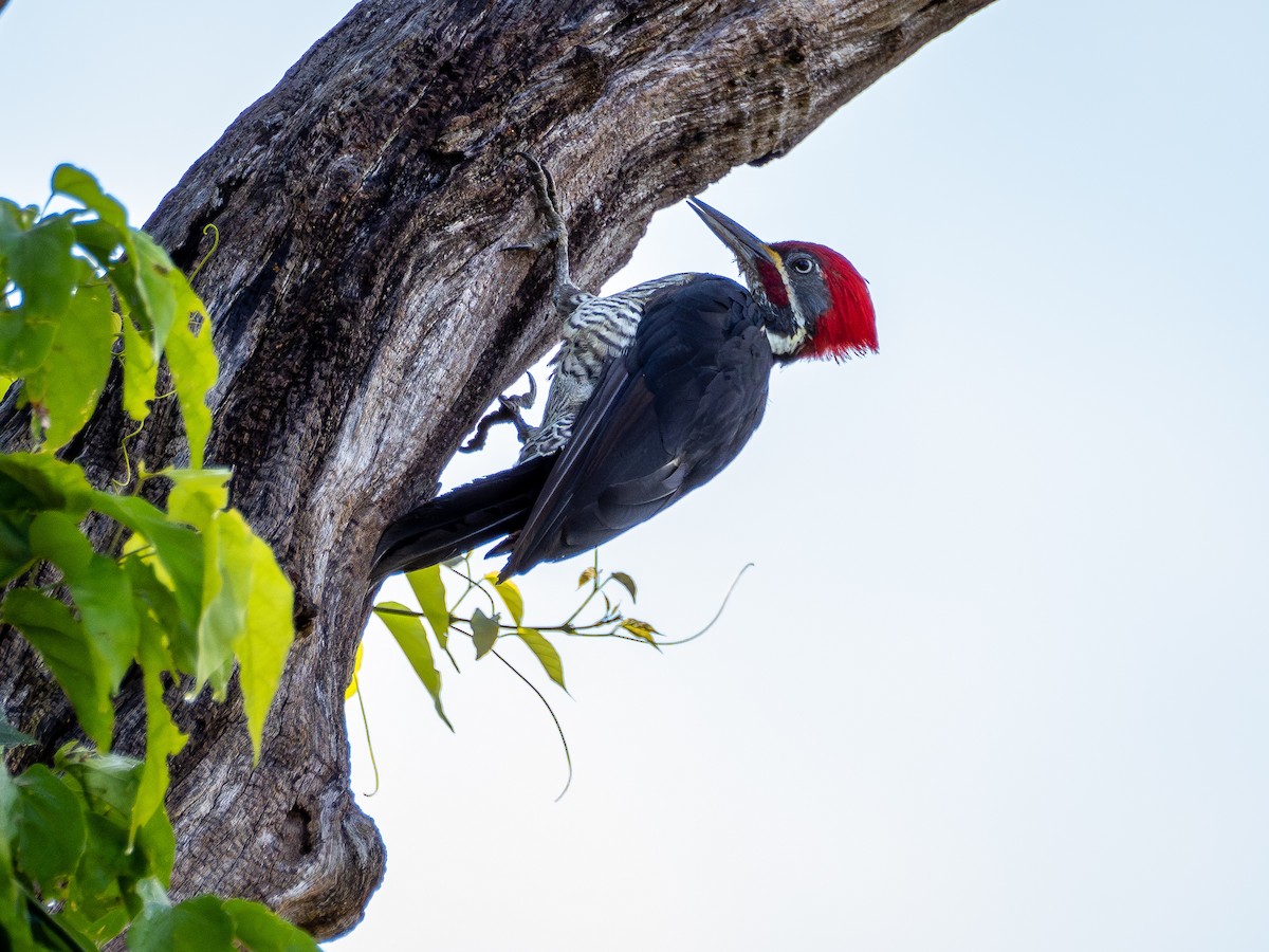 Lineated Woodpecker - ML631445428