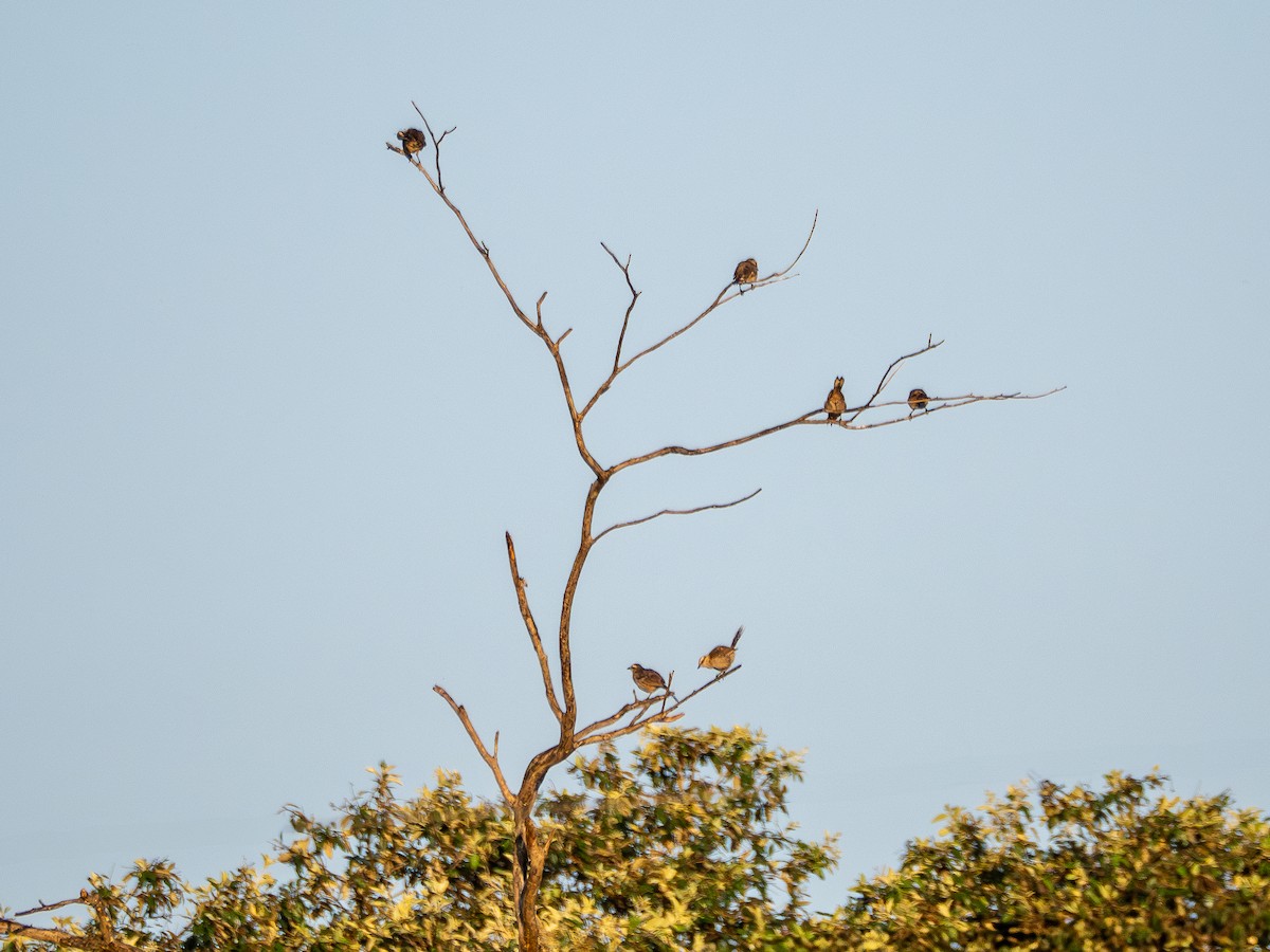 Chalk-browed Mockingbird - ML631445436