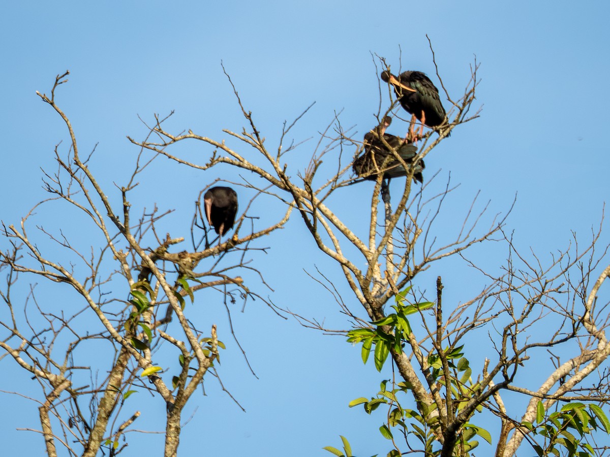 Bare-faced Ibis - ML631445443