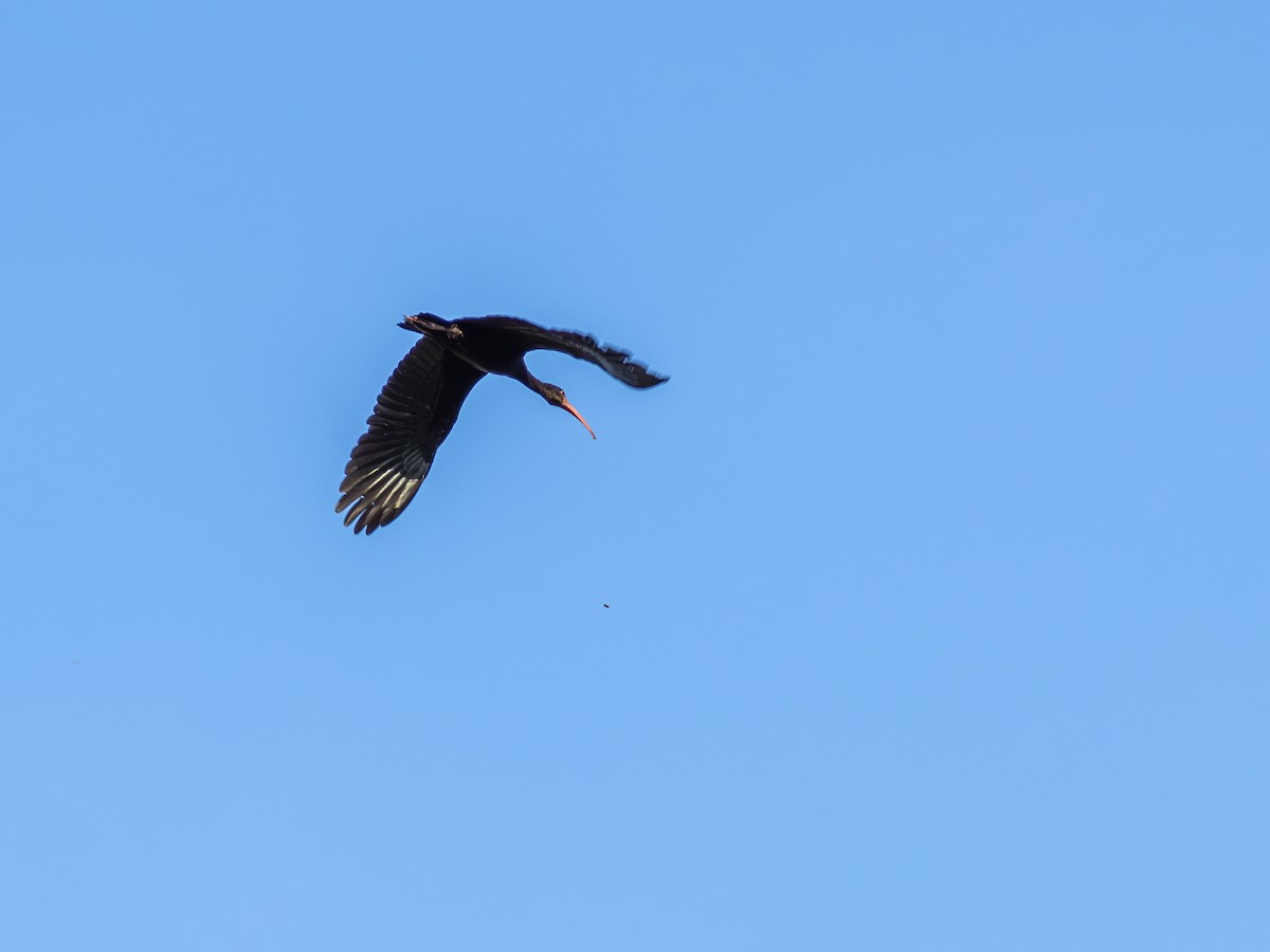 Bare-faced Ibis - ML631445444