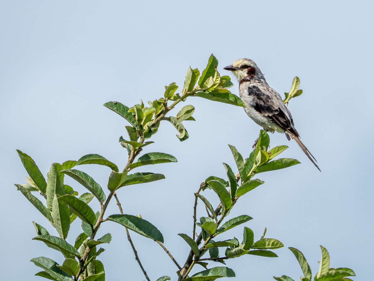 Streamer-tailed Tyrant - ML631445448