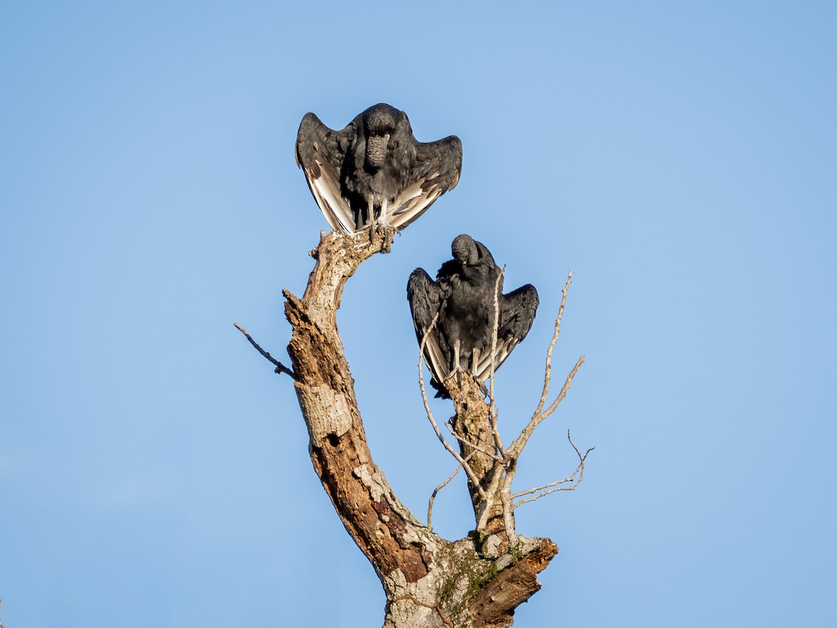 Black Vulture - ML631445455