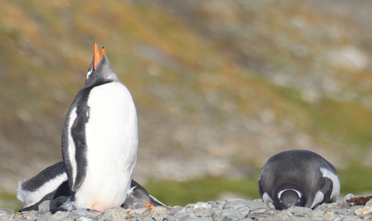 Gentoo Penguin - ML631445547