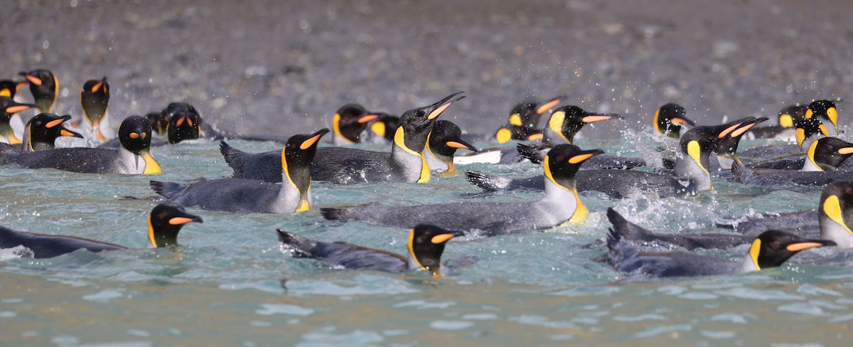 King Penguin - ML631445553