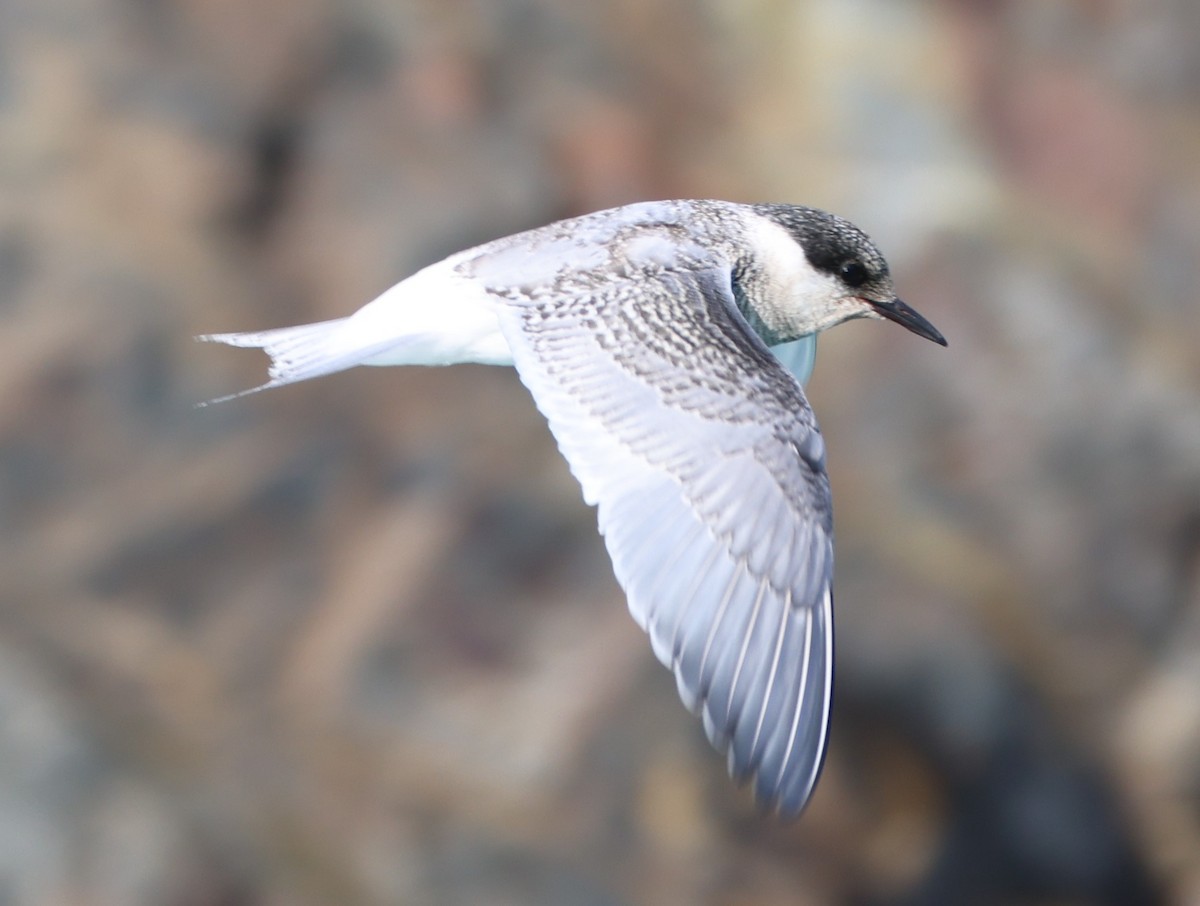 Antarctic Tern - ML631445555