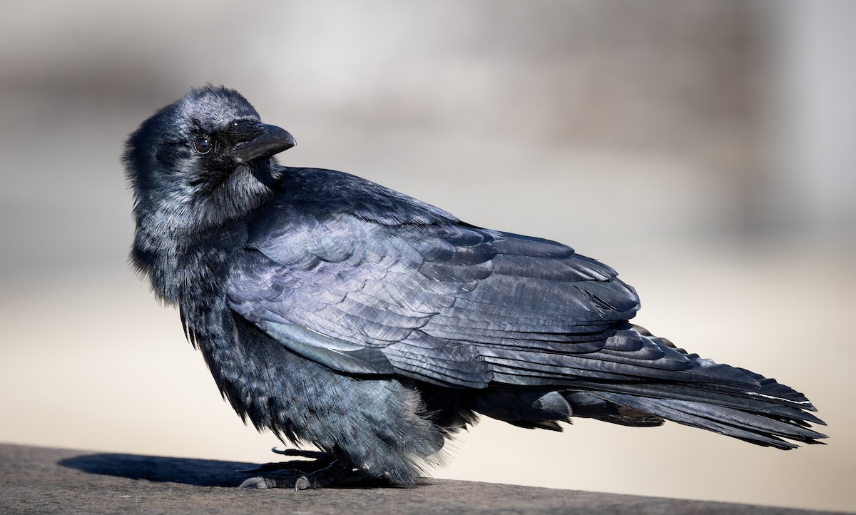 Fish Crow - ML631445628