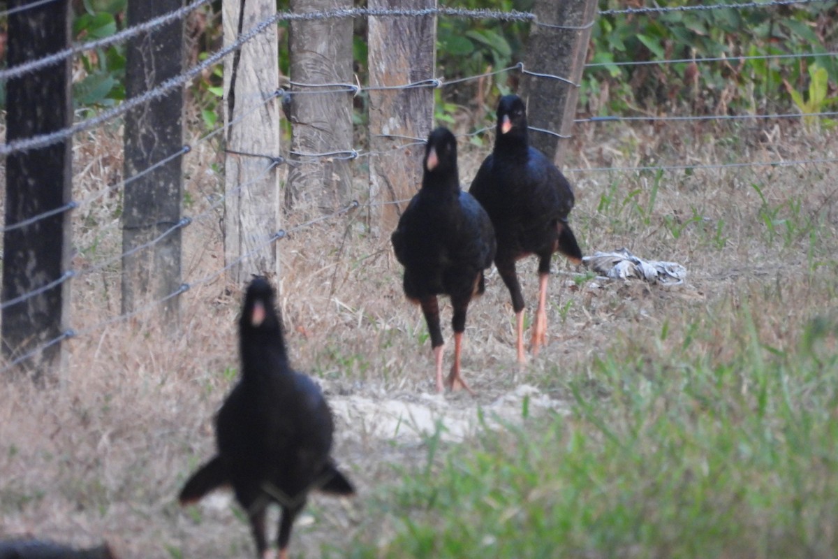 Crestless Curassow - ML631445708