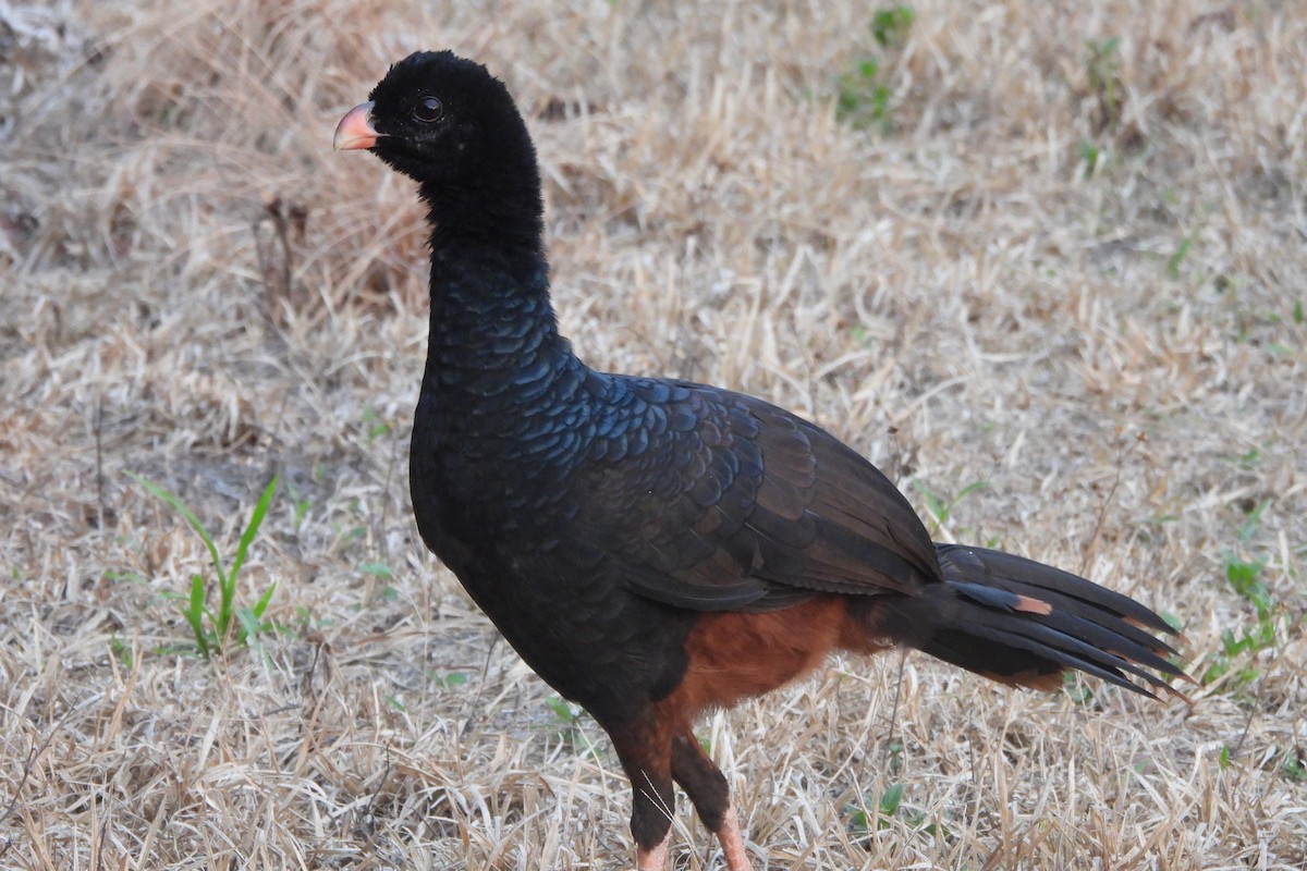 Crestless Curassow - ML631445709