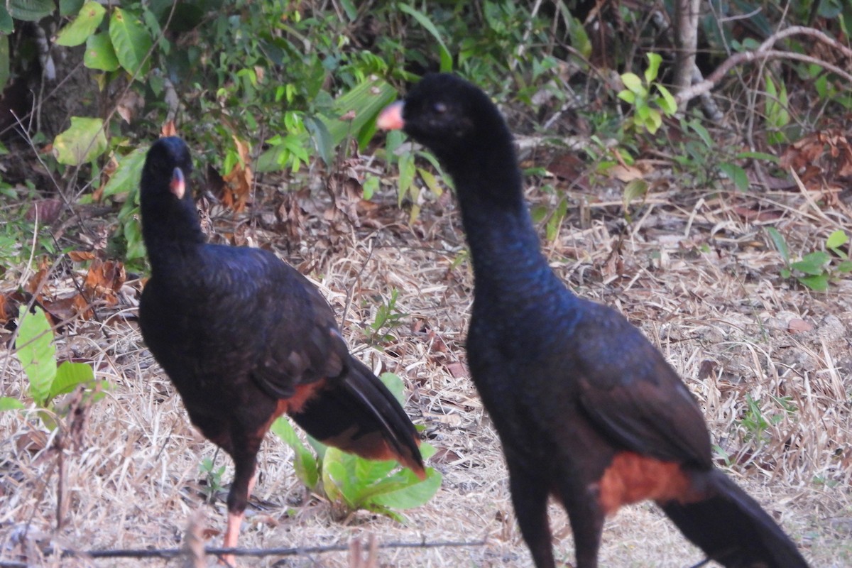 Crestless Curassow - ML631445710