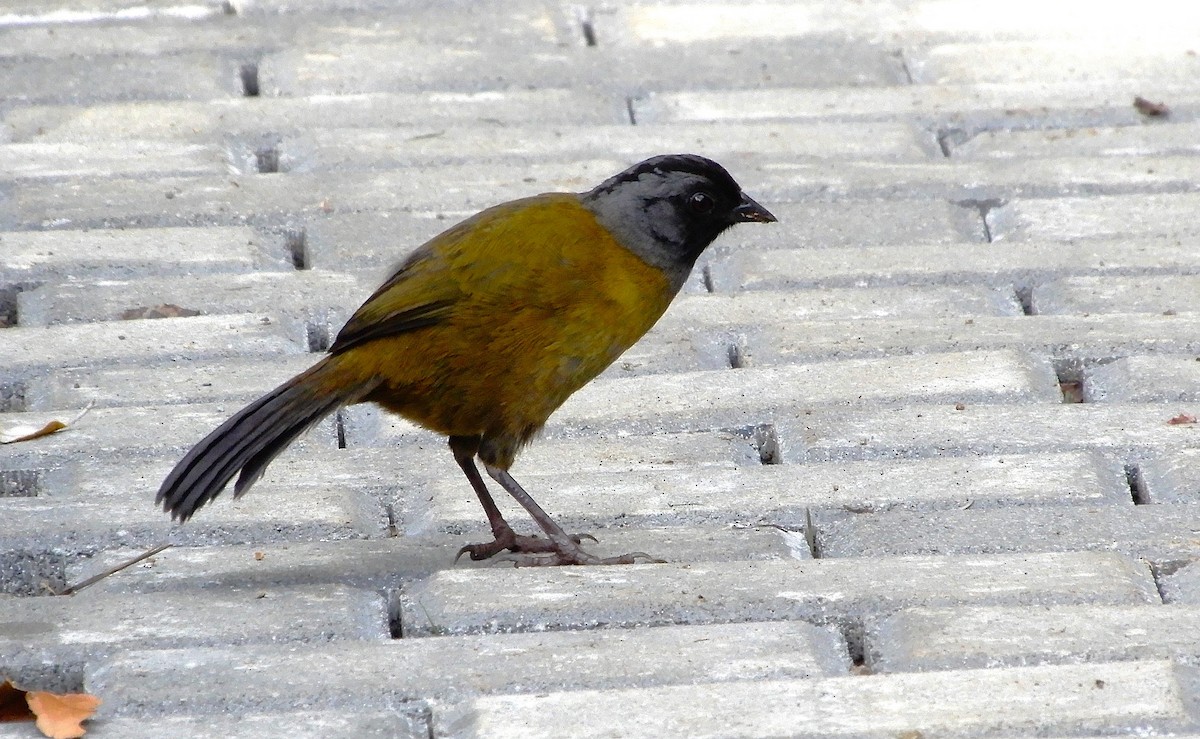 Large-footed Finch - ML631445728