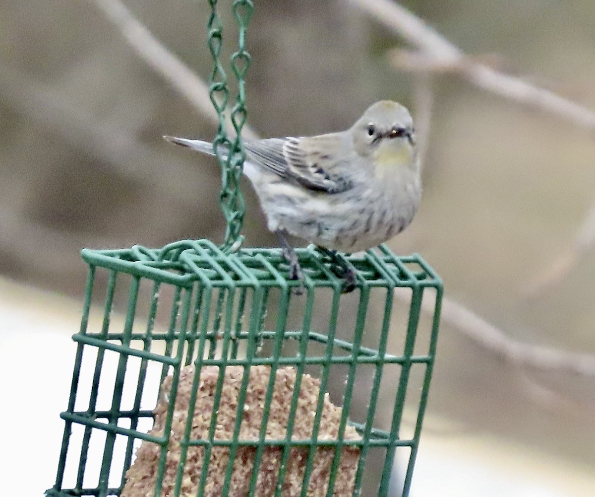 Yellow-rumped Warbler - ML631445840