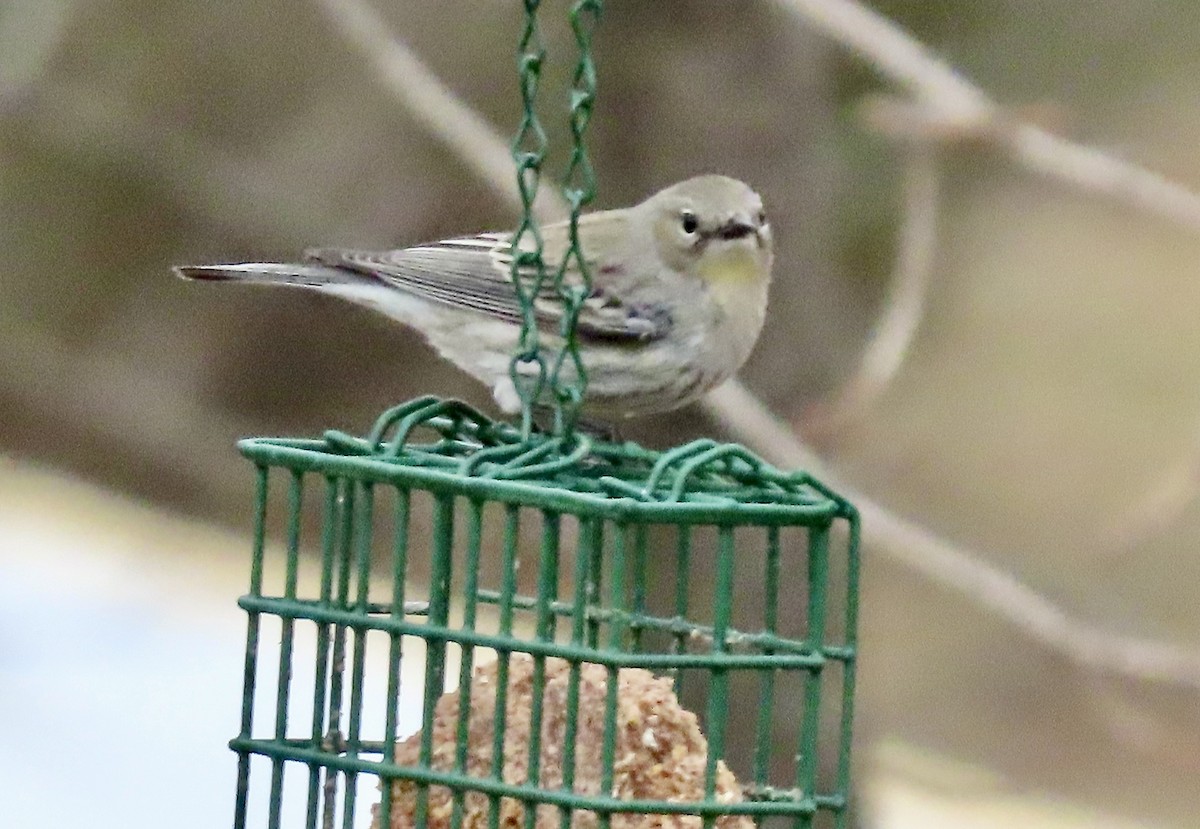 Yellow-rumped Warbler - ML631445841