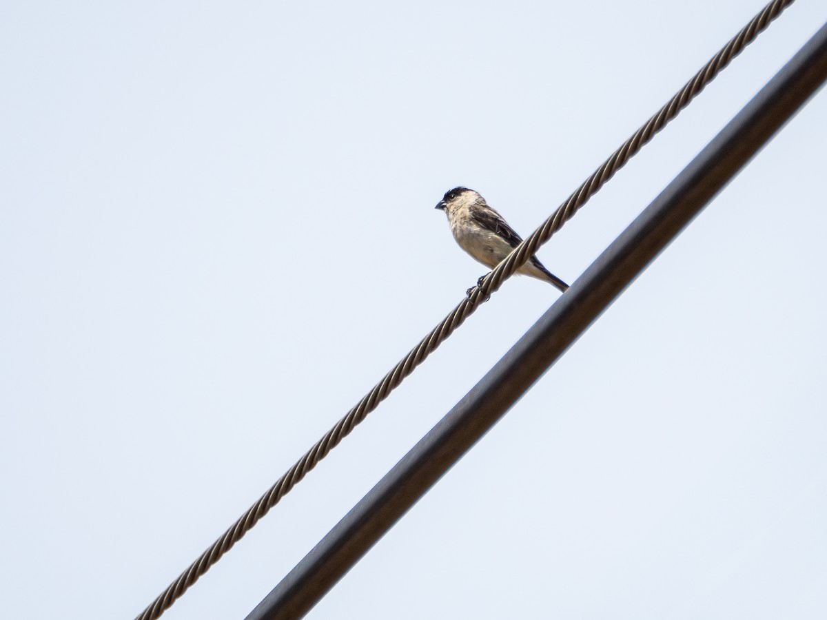 Pearly-bellied Seedeater - ML631445932