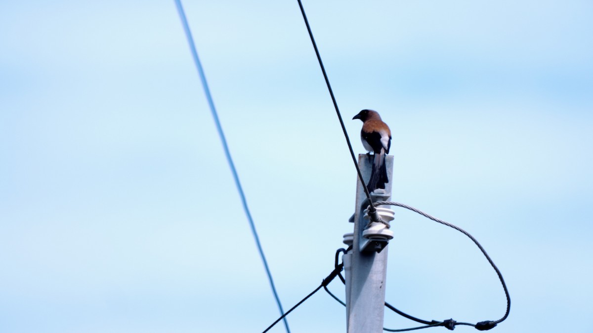 Gray Treepie - ML631446006