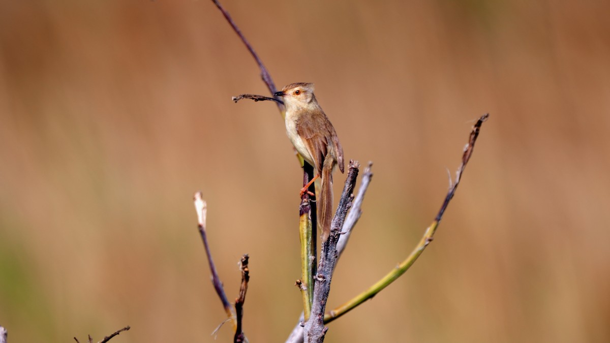 Plain Prinia - ML631446011