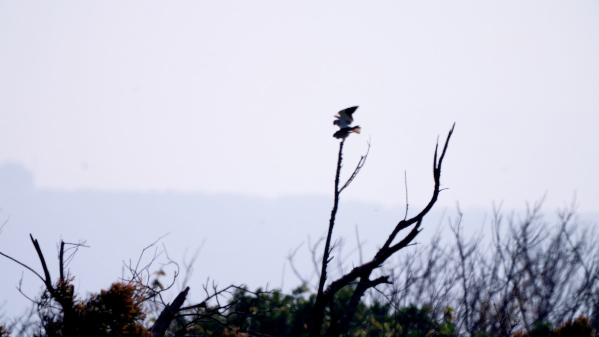 Black-winged Kite - ML631446020