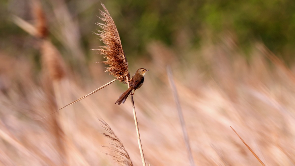 Plain Prinia - ML631446031